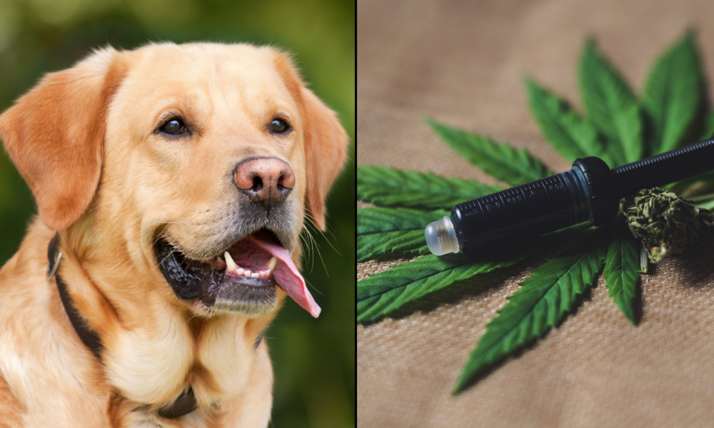 Featured image for "Cannabis Oil: A Promising Treatment for Canine Skin Disorders"