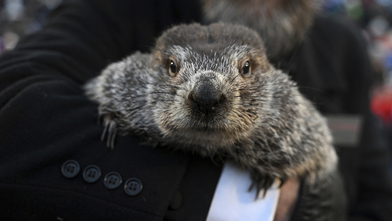 "Punxsutawney Phil's 2024 Groundhog Day Prediction Live"