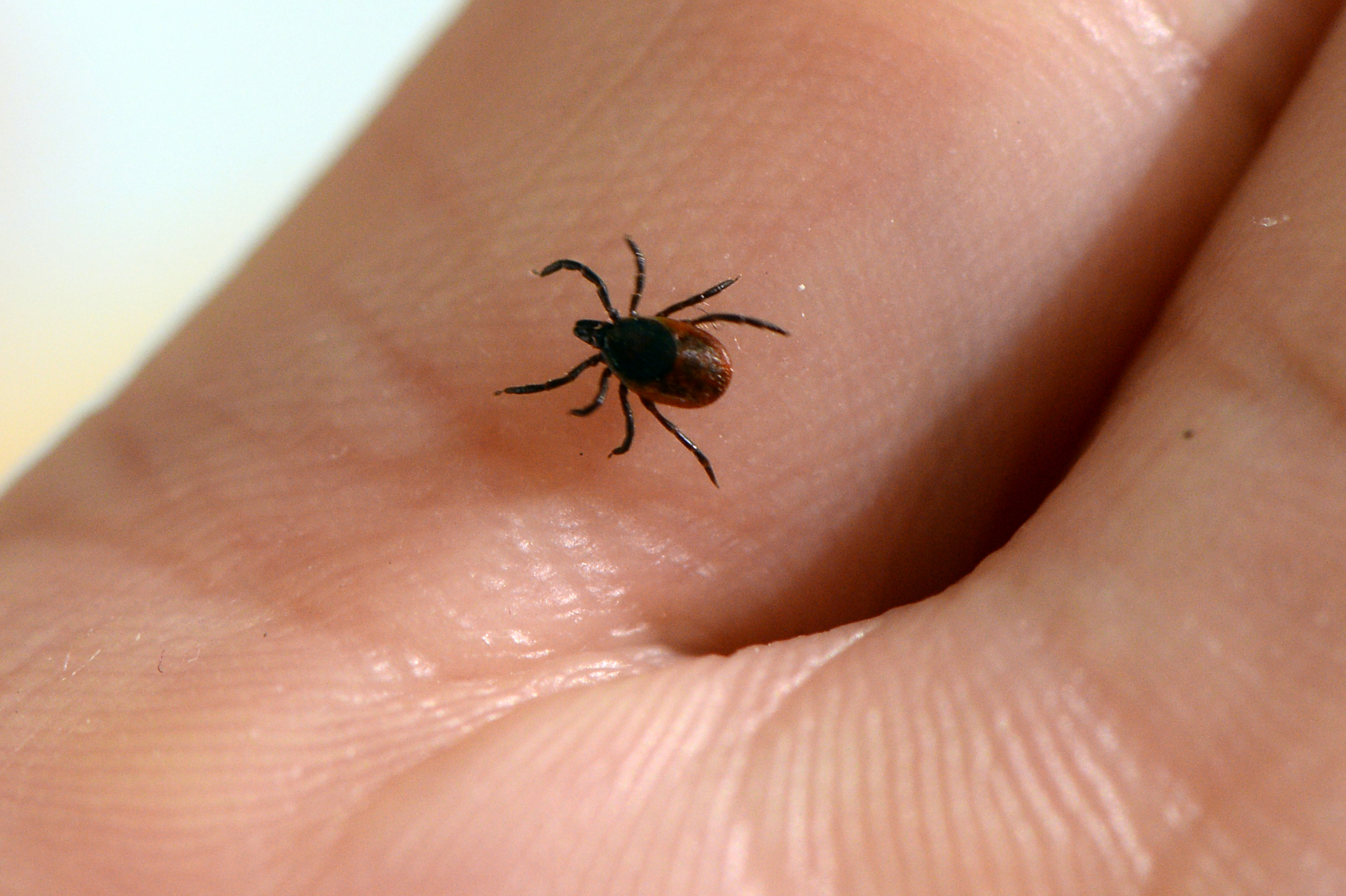 Featured image for "Breakthrough Vaccine Targets Lyme Disease-Carrying Ticks"