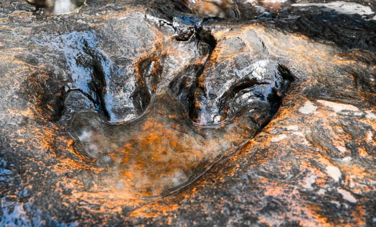 Gigantic Kimberley Footprints Reframe Early Cretaceous Dinosaurs