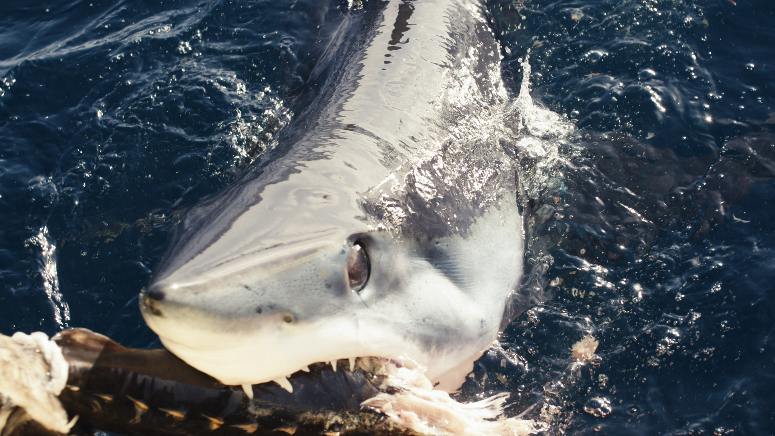 Featured image for Shark Week Team Finds Rare Black Mako Sharks Off California