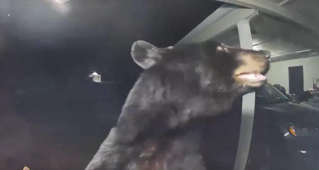 Bear Startles Florida Woman with Doorbell Alert, Caught on Video