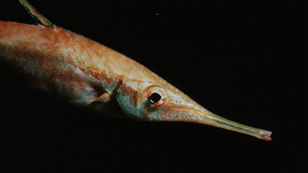 Featured image for "The Mystery of Darwin's 'Living Fossil' Unraveled by New Discovery"