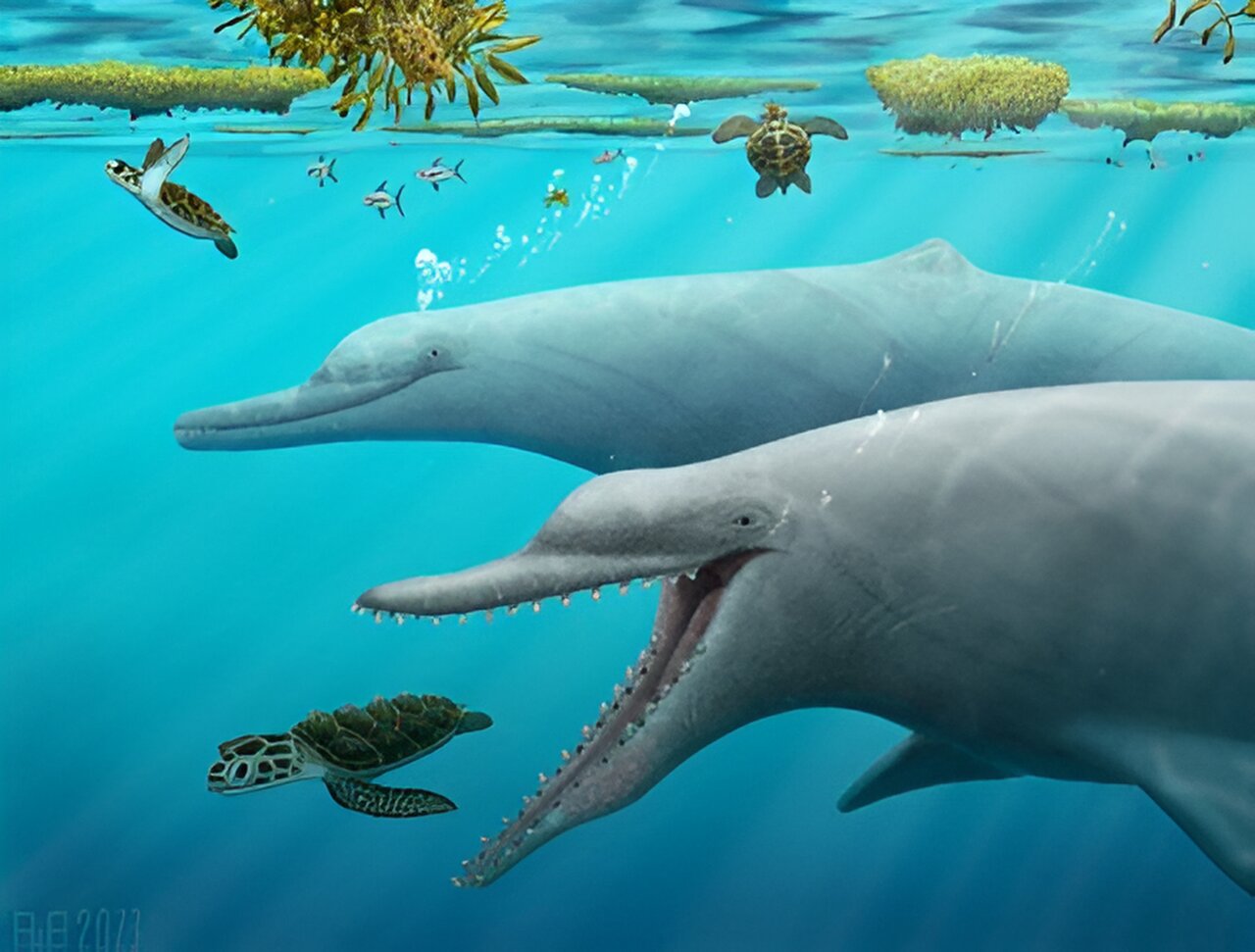 Unraveling the Origins of Echolocation in Whales and Dolphins