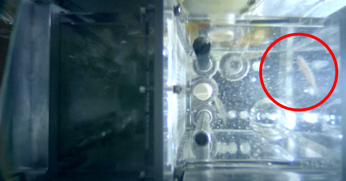 Featured image for Zebrafish Thrive as Chinese Astronauts Set Spacewalk Records on Tiangong Station