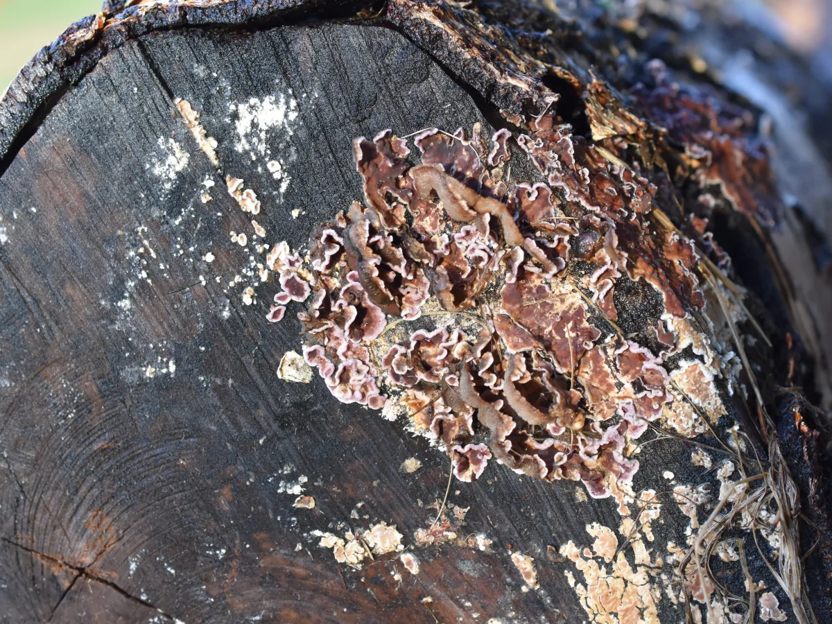 First-ever case of tree-killing fungus infects human, causing throat abscess