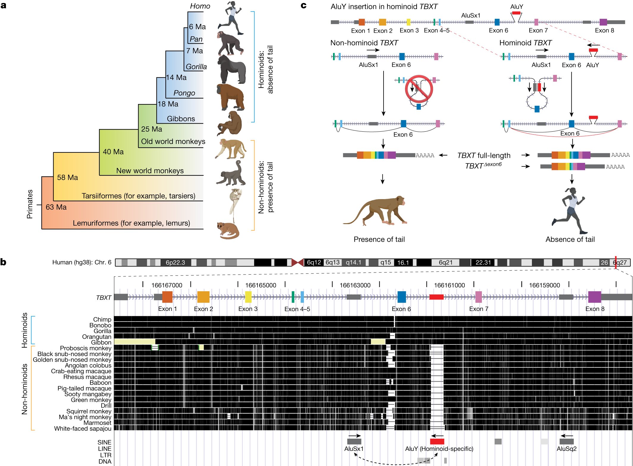 Featured image for "The Evolutionary Advantage of Losing Tails: Uncovering the Genetic Code in Humans and Apes"
