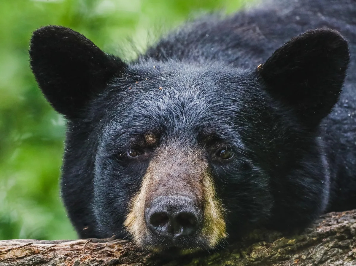 Man and bear have surprise face-to-face encounter in North Carolina backyard.