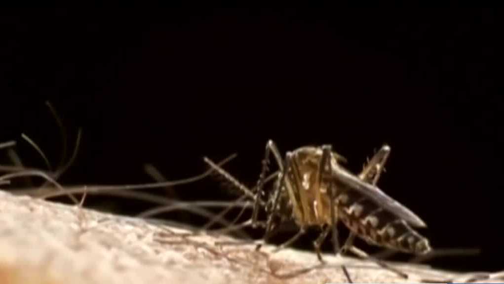 Featured image for "Dengue Fever Cases Surge in Alabama and Florida Amid Climate Concerns"