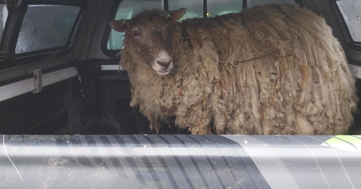 Featured image for Rescue Mission: Britain's "Loneliest Sheep" Saved After 2 Years on Cliff