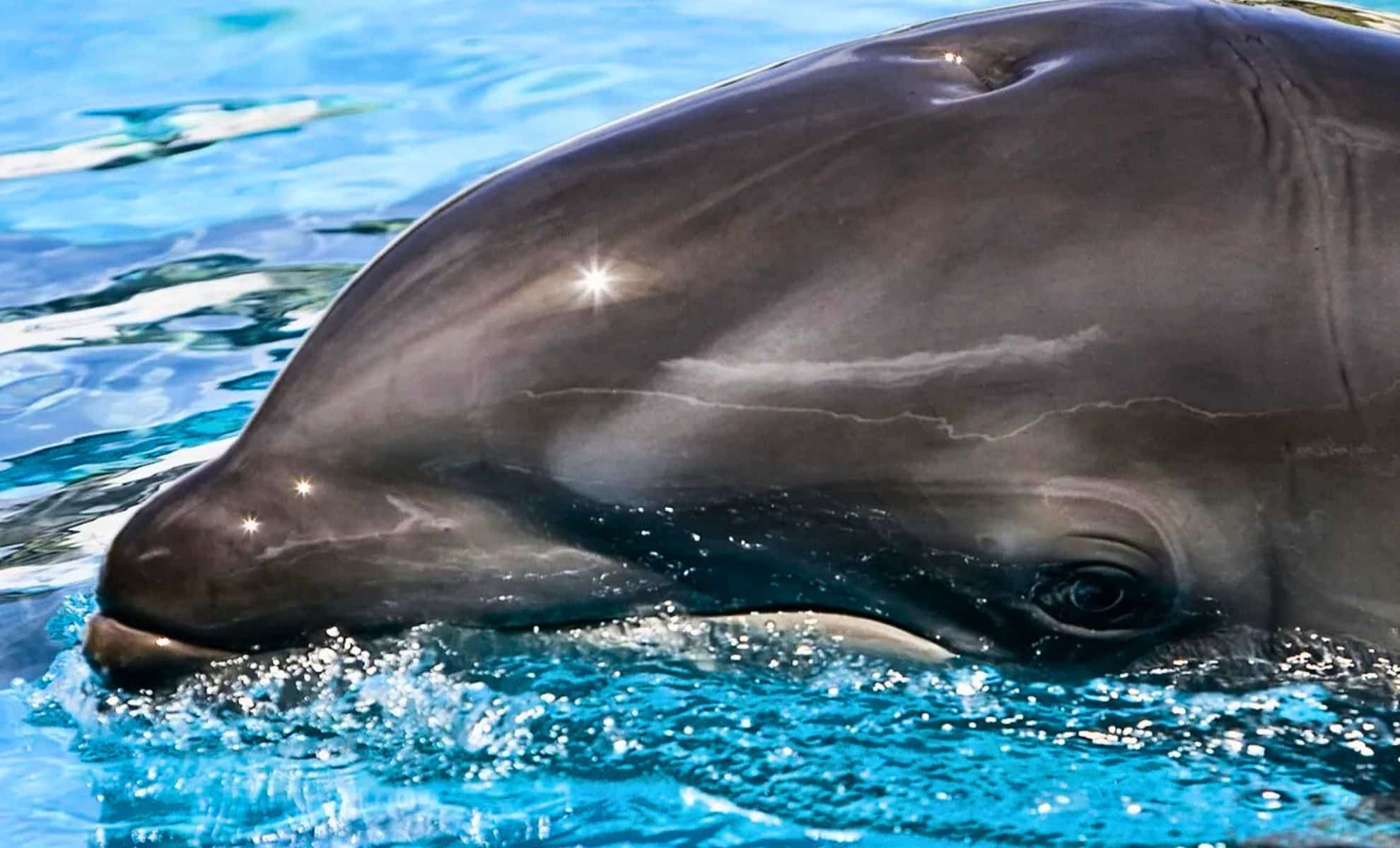 Featured image for Bizarre Sea Creature Survives and Reproduces Despite Odd Traits