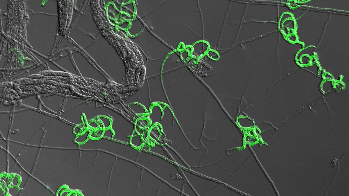 Featured image for "Fungus Unleashed: The Carnivorous Predator Transformation"