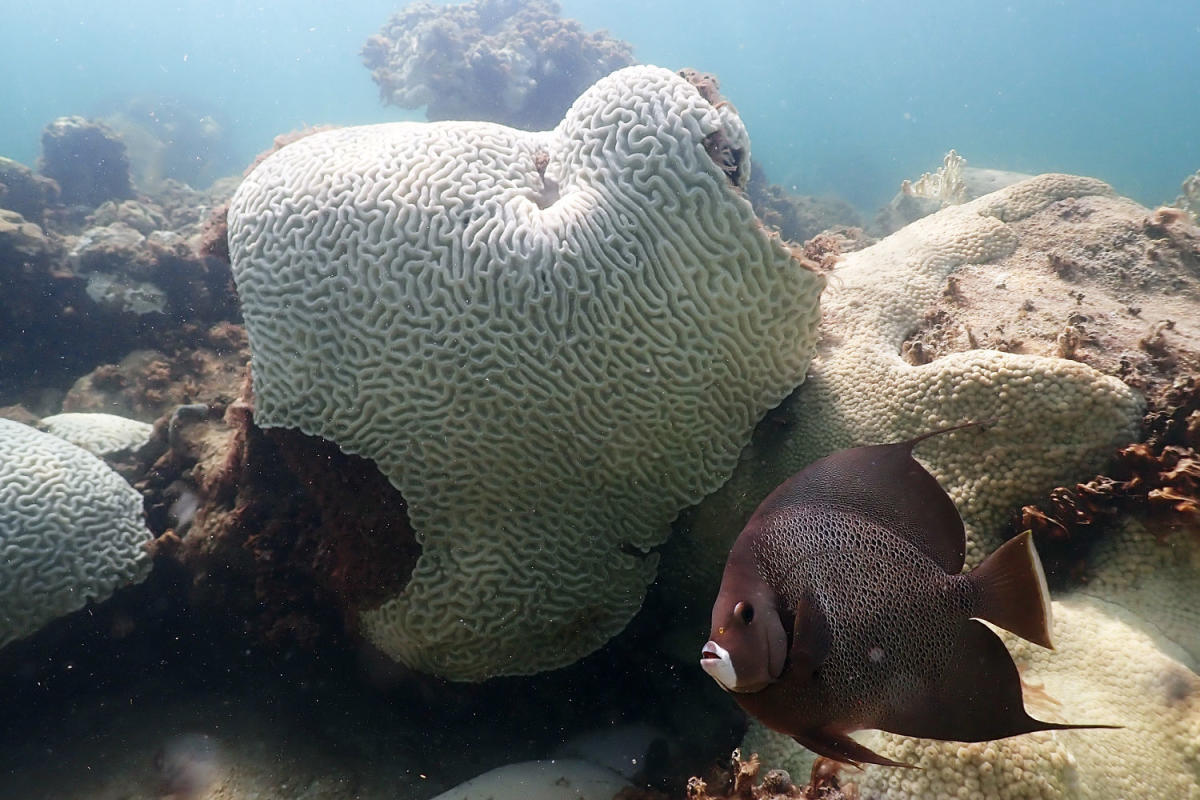 Caribbean Coral Faces Devastating Threat from Extreme Ocean Temperatures