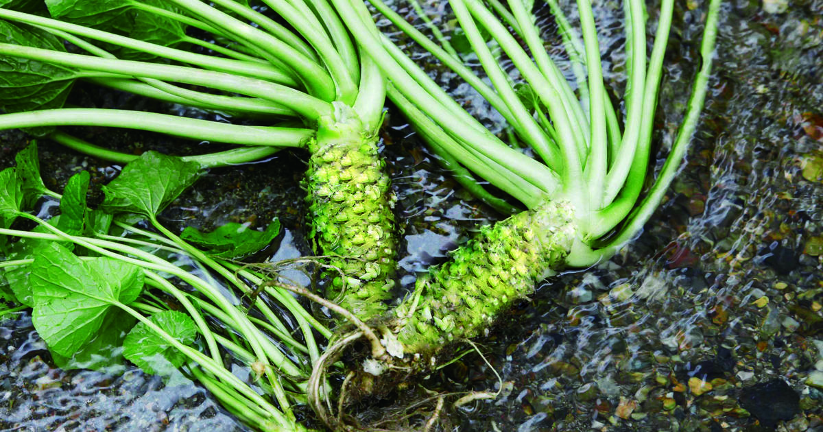 Featured image for The Memory-Boosting Power of Wasabi: What You Need to Know