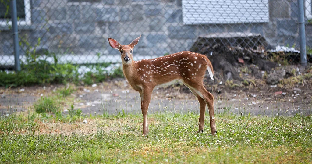 Deer: Silent Carriers of COVID-19