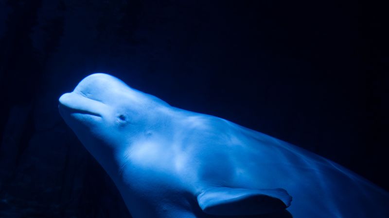 Featured image for Beluga Whales Rescued from Ukraine War Zone Arrive Safely in Spain