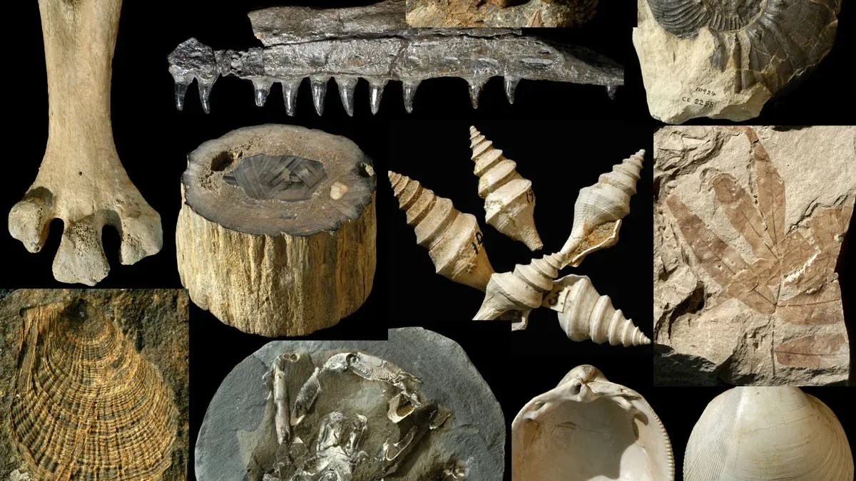 Featured image for Introducing FRED: The First Comprehensive Fossil Database