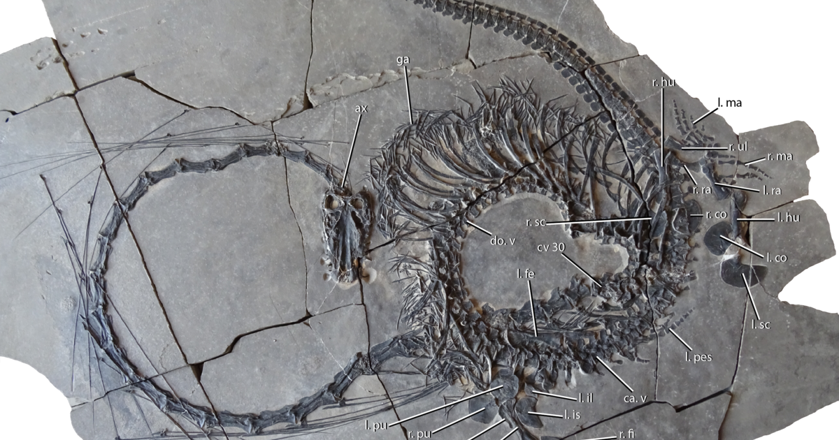 "240-Million-Year-Old Fossil Unveils Chinese Dragon Resemblance"