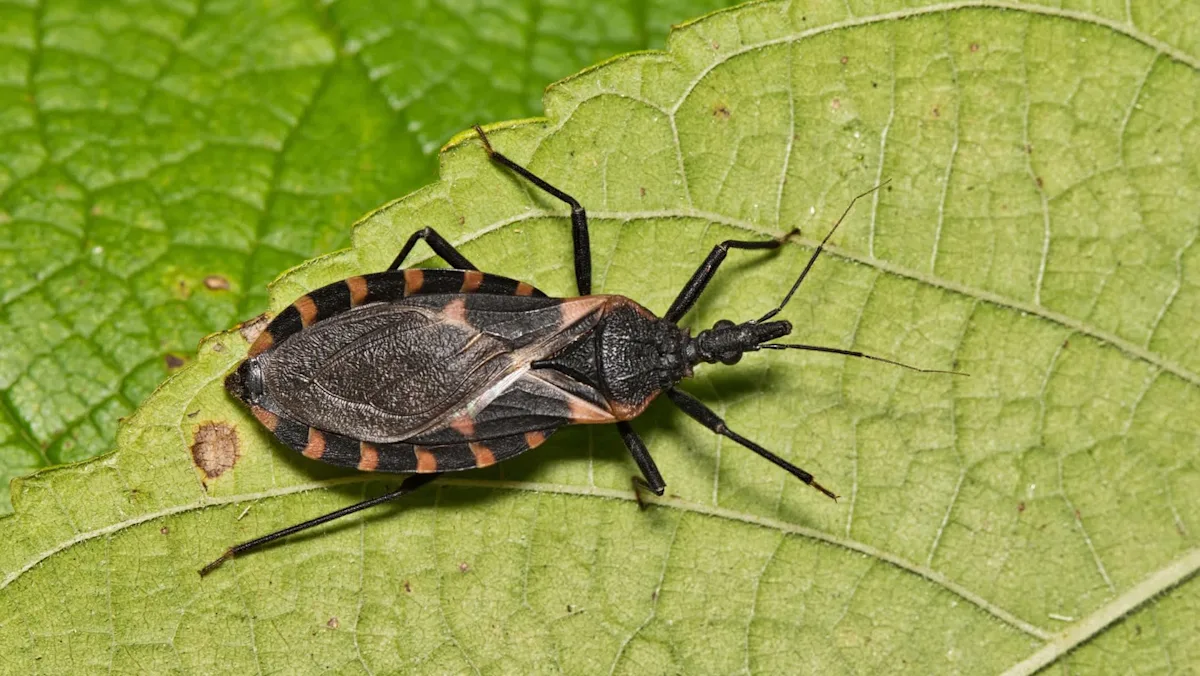 Featured image for Experts warn of the persistent threat of the deadly kissing bug disease in the US