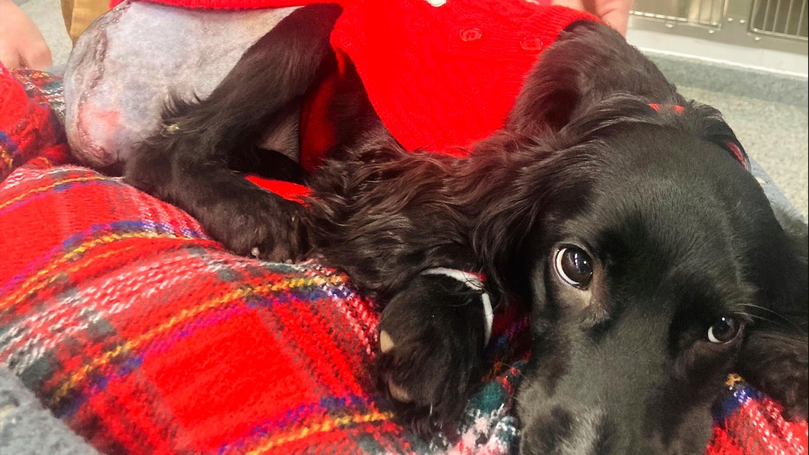 Featured image for "Rare Six-Legged Dog Thrives After Life-Changing Surgery"