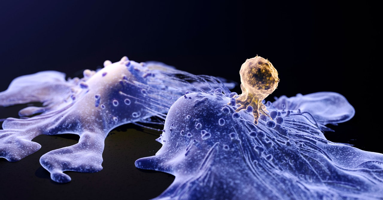 Featured image for FDA Investigates Potential Cancer Risk of Cutting-Edge CAR-T Therapy