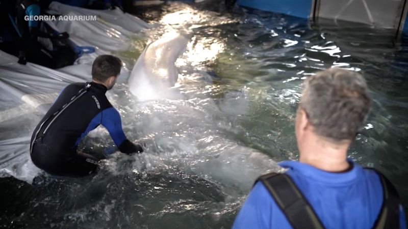 Beluga Whales Rescued from Ukraine War Zone and Relocated to Spain
