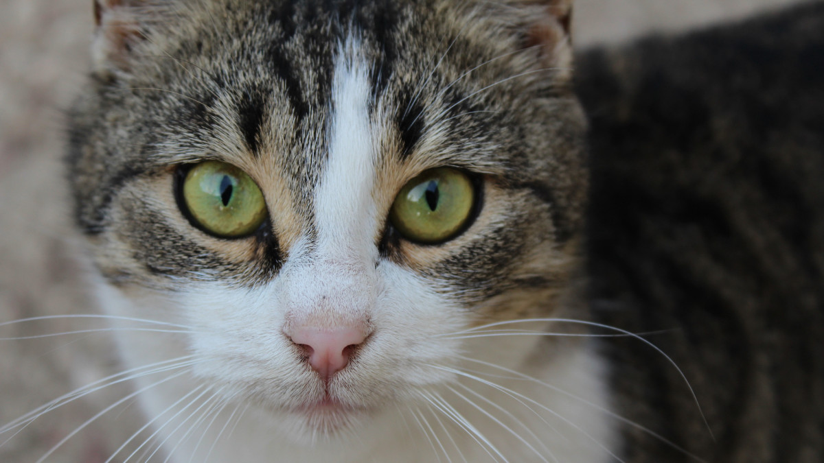 "Resilient Shelter Cat's Extraordinary Efforts to Find a Forever Home"