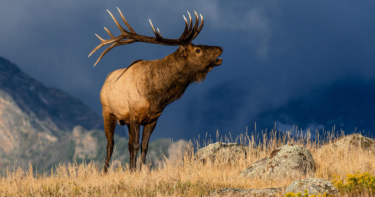 Featured image for Fatal Elk Attack Claims Arizona Woman's Life