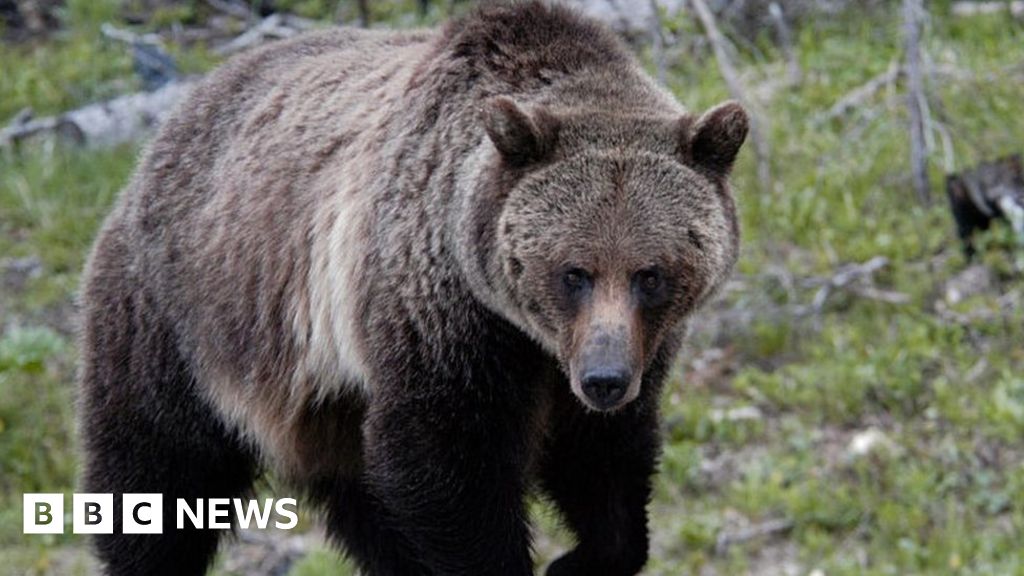 Featured image for Fatal Grizzly Bear Encounter Claims Woman's Life in Montana