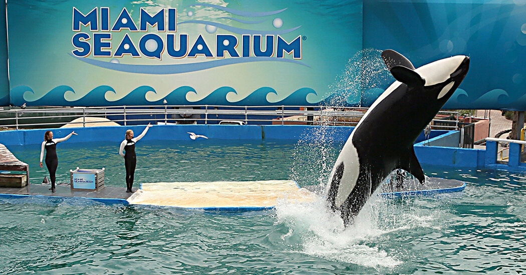 Featured image for "Orca Lolita to be Released from Miami Seaquarium to Puget Sound"