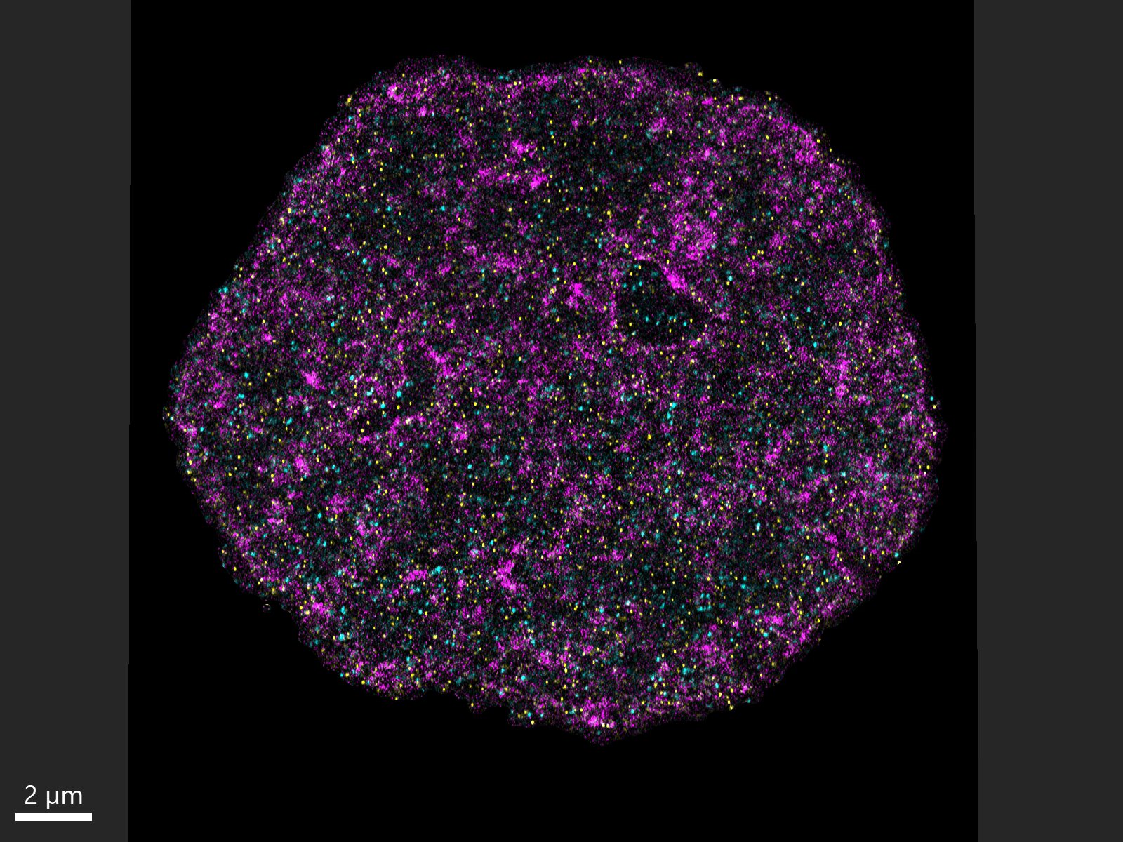 Featured image for Unveiling Genome Secrets: Expansion Microscopy's Nanoscale Insights