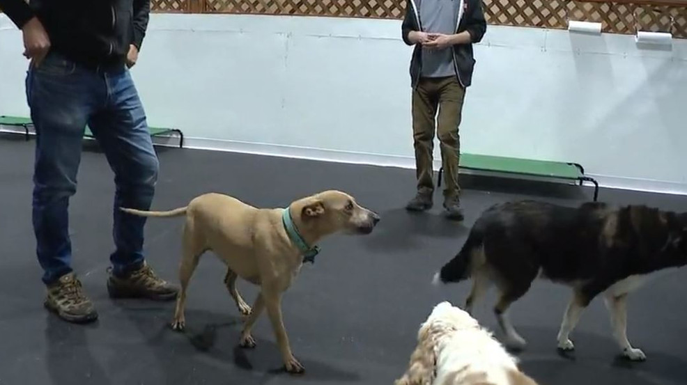 Featured image for Mysterious Canine Respiratory Illness Disrupts Pet Owners and Businesses