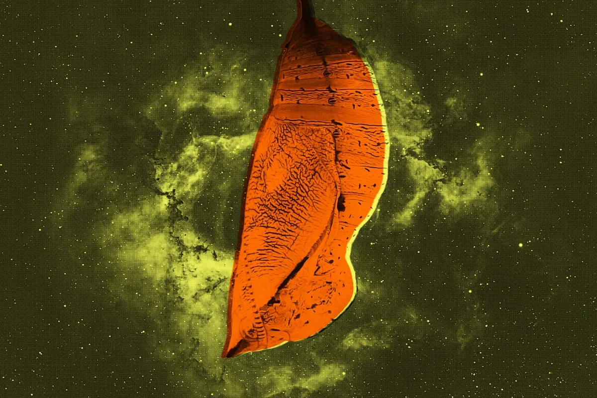 Early Supermassive Black Holes Grow Inside Gas Cocoons