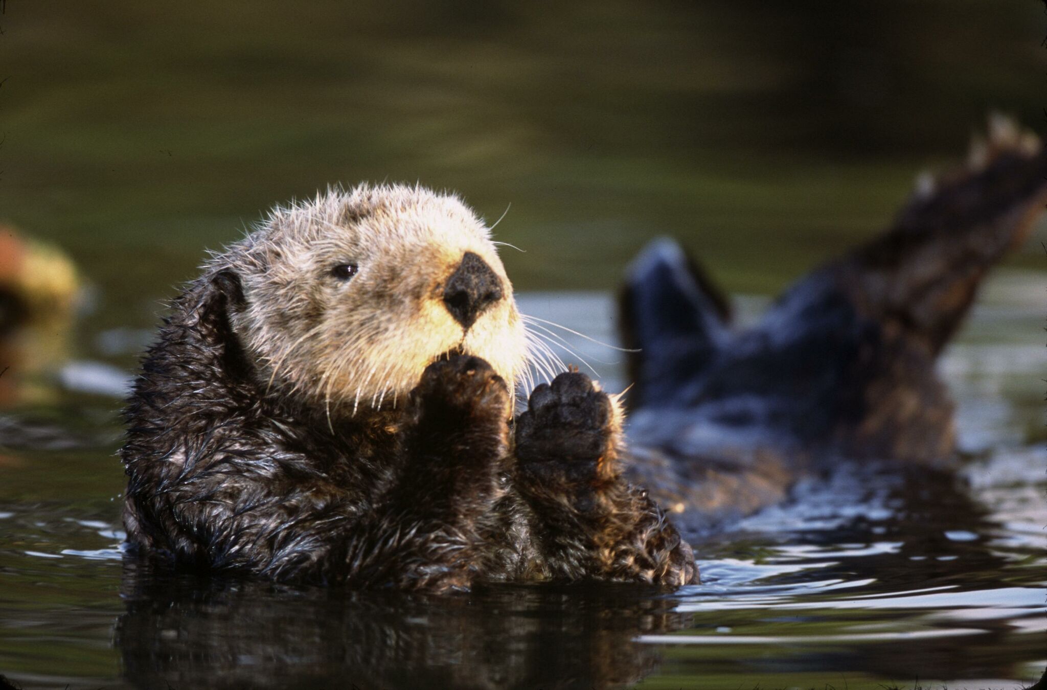 Featured image for Rare Parasite Strain Killing Sea Otters Poses Health Threat to Humans