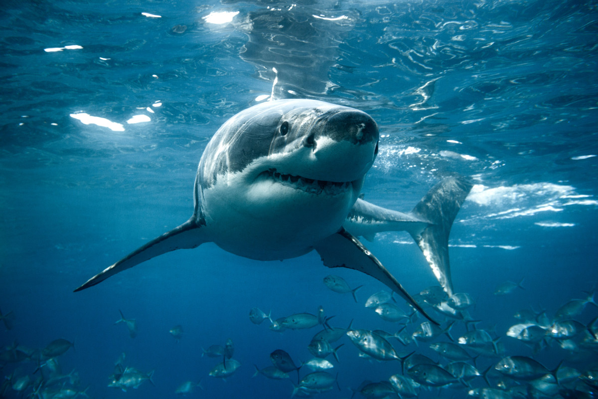 Orcas Target Great White Sharks for Livers, Leaving a Gruesome Trail