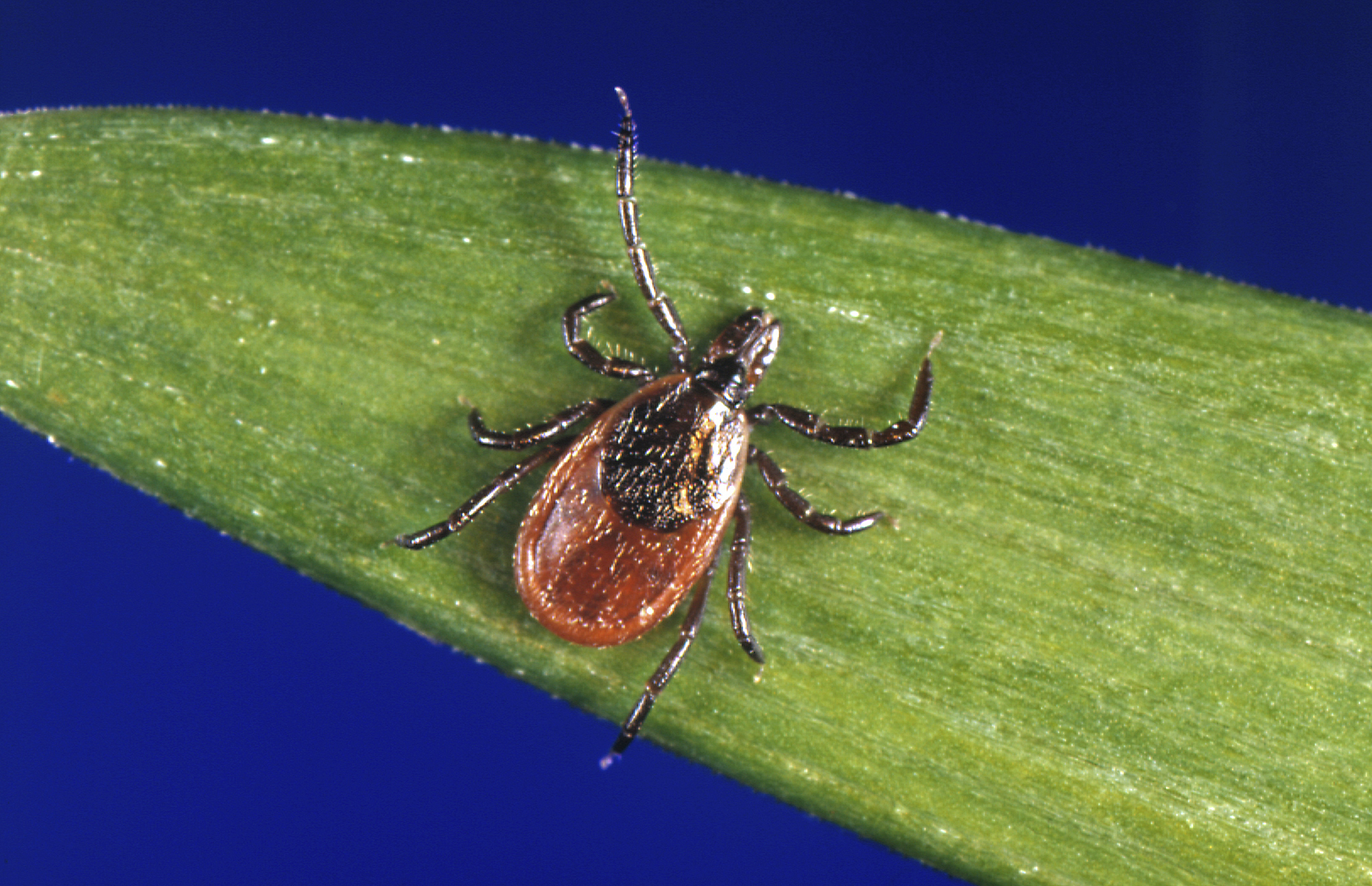 Featured image for Vermont Faces Rising Tick Populations, Health Officials Warn