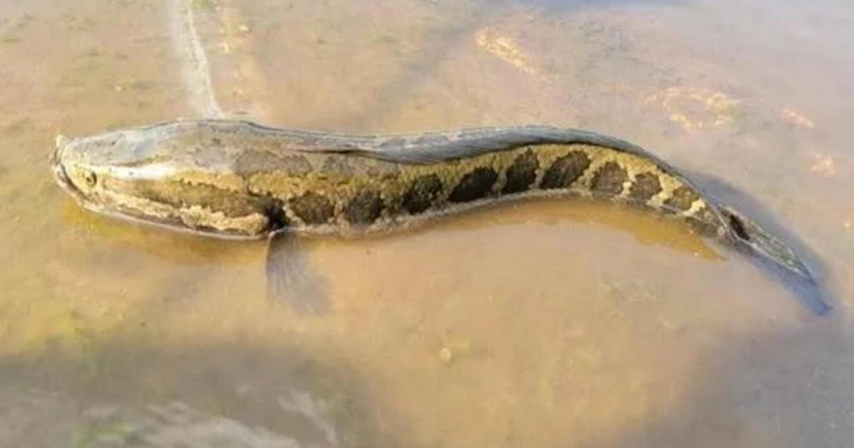 Invasive Snakehead Fish Found in Missouri for Fourth Time