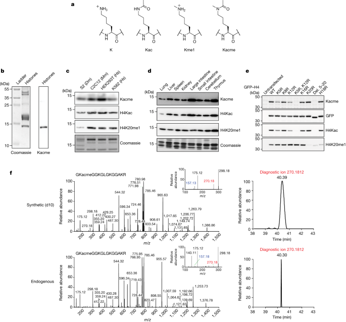 Featured image for "Acetyl-methyllysine: A Key Marker for Active Transcription Start Sites"