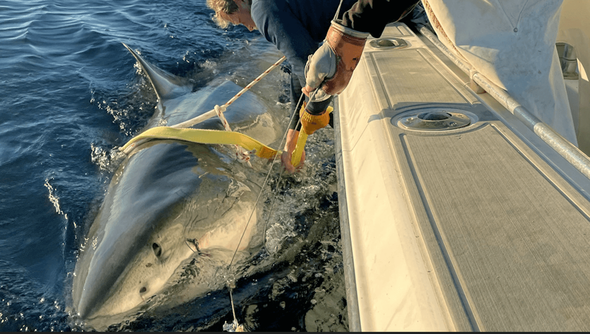Featured image for Largest North Atlantic Male Great White Shark Spotted Off US Coast