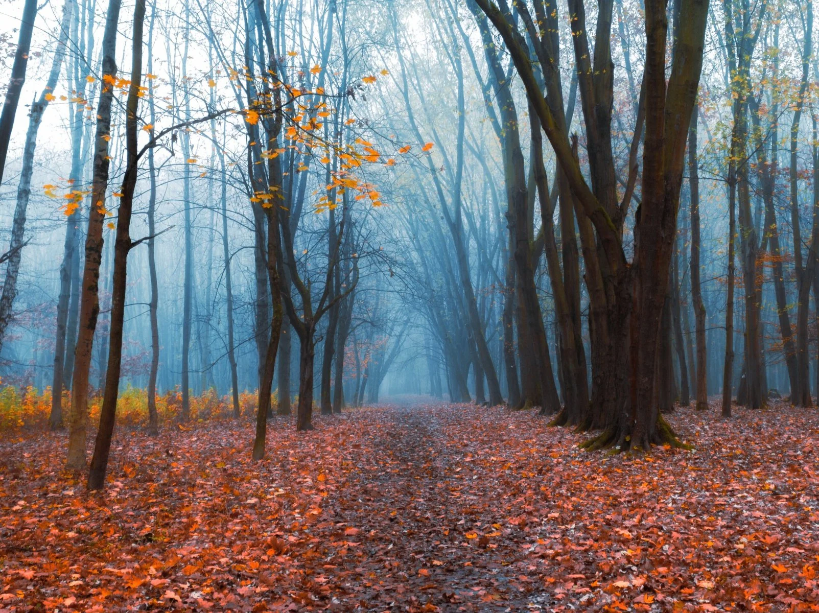 Featured image for Fungi: The Ancient Architects of Terrestrial Life