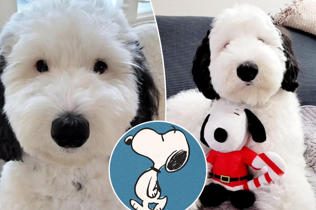 Real-life Snoopy doppelganger Bayley takes the internet by storm.
