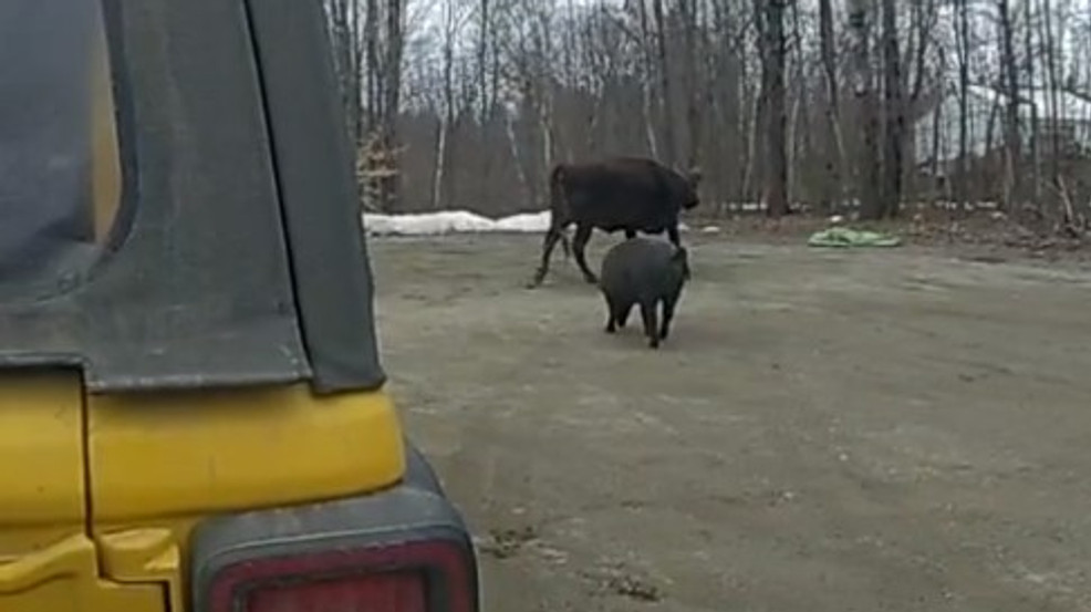 Featured image for Cow attack injures jogger in Farmington, owner may face charges.