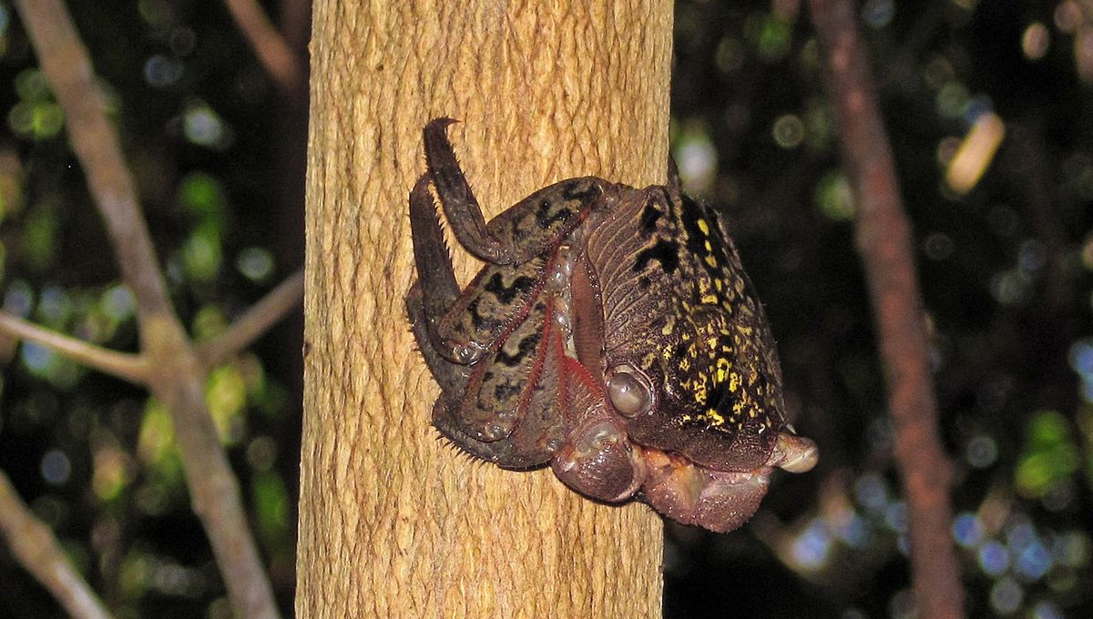 Featured image for Crab-like Evolution: Decoding Carcinization's Trend