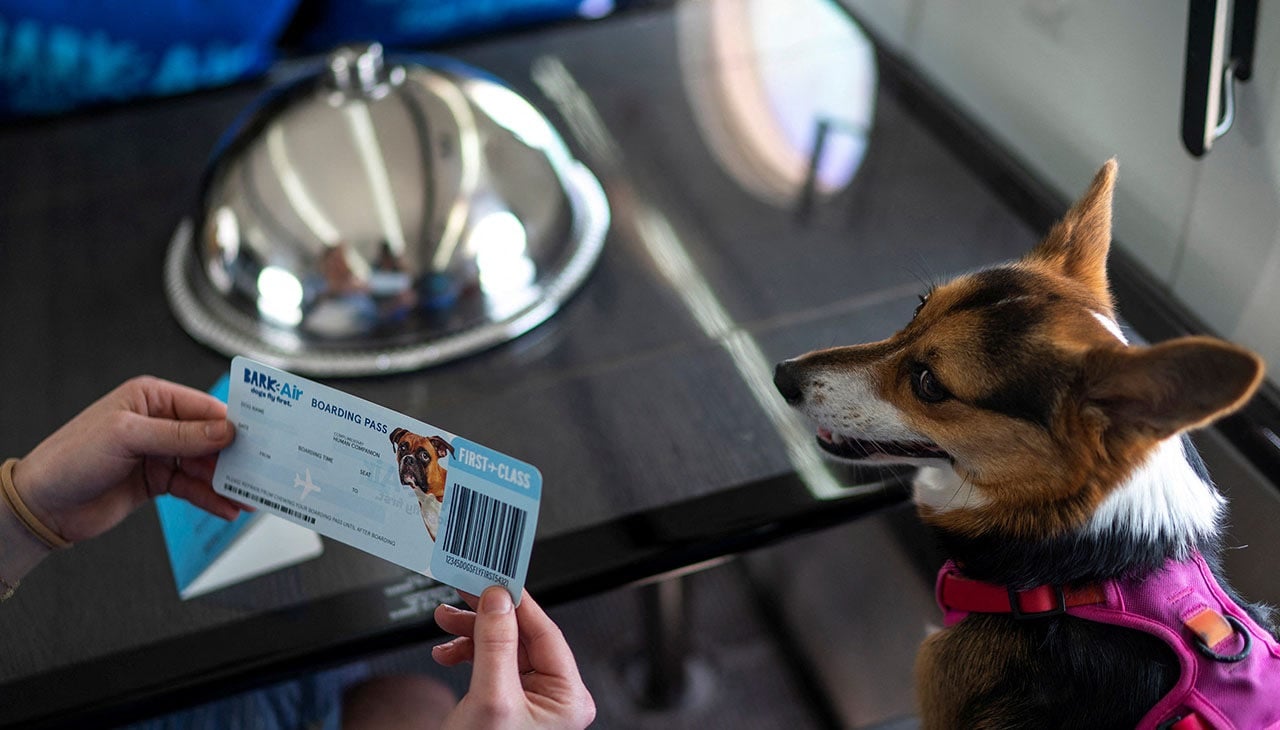 Featured image for BARK Air's First Luxury Dog Flight Sells Out at $6000