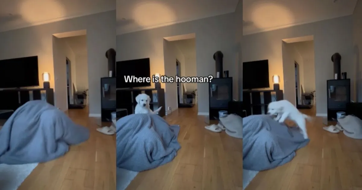 Golden Retriever Puppy Reacts When Owner Hides