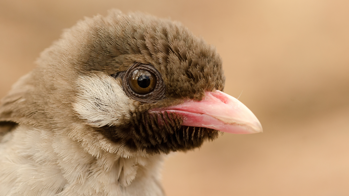 Featured image for "African Honeyguide Birds Master Human Calls for Partnership"