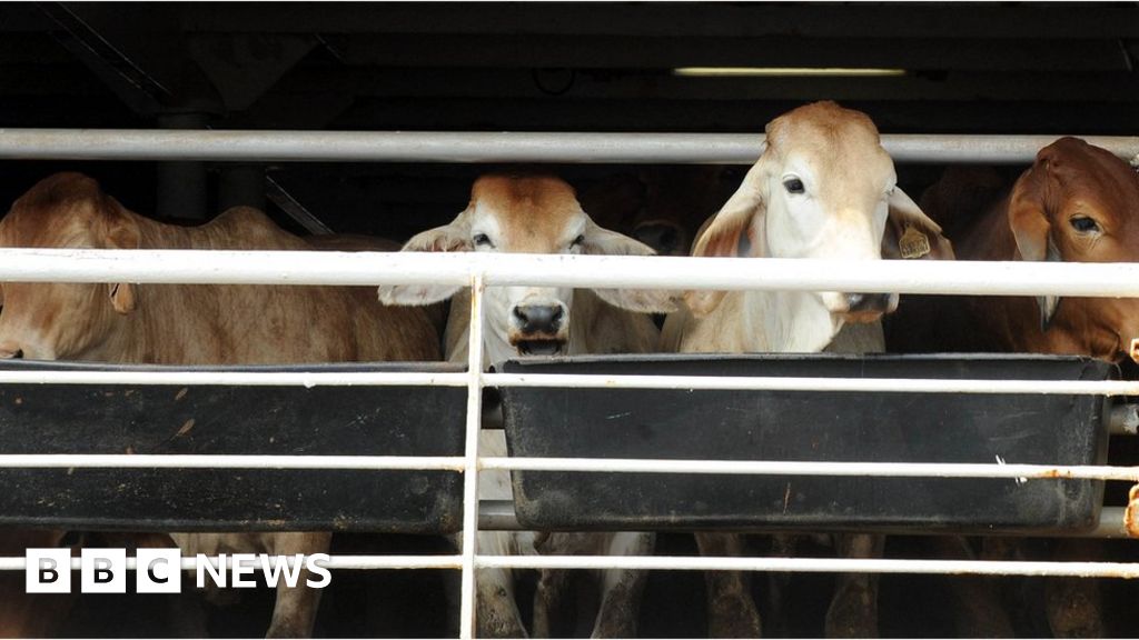 Livestock Ship Causes Foul Stench in Cape Town