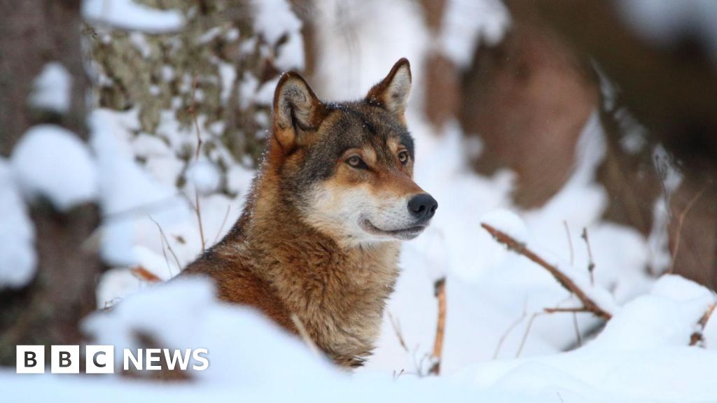 Featured image for EU Eases Wolf Protections, Paving Way for Increased Culls