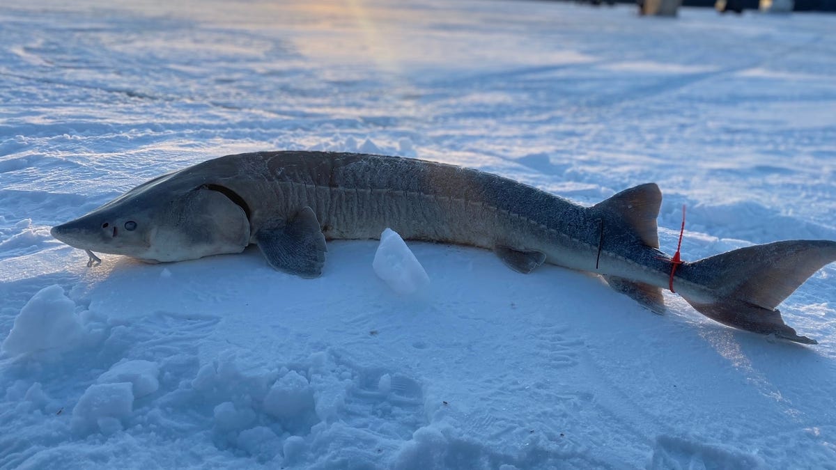 Featured image for Michigan DNR Cancels 2024 Black Lake Sturgeon Fishing Season Due to Thin Ice