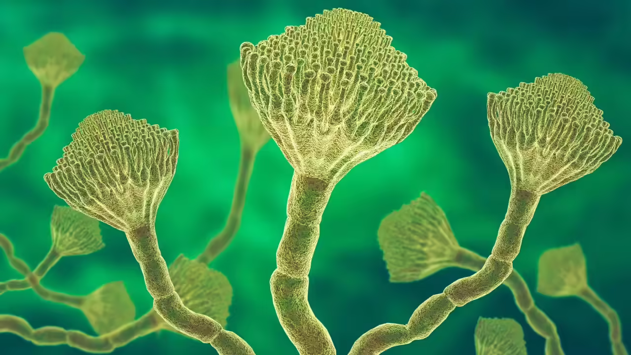 Featured image for Rising Threat: The Global Spread of Deadly Aspergillus Fungi